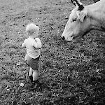 ID: 223211, keine Angst vor den neugierigen Kühen (cirka 1957/58), Urheber und Besitzer: A. Pfeiffer